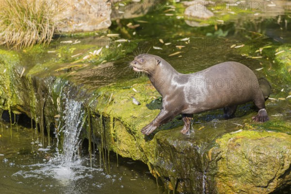 One giant otter or giant river otter (Pteronura brasiliensis) standing above a little cascade on a