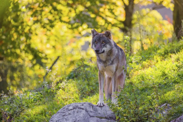 A eurasian gray wolf (Canis lupus lupus) stands on a hill with a colourful fall foliage in the