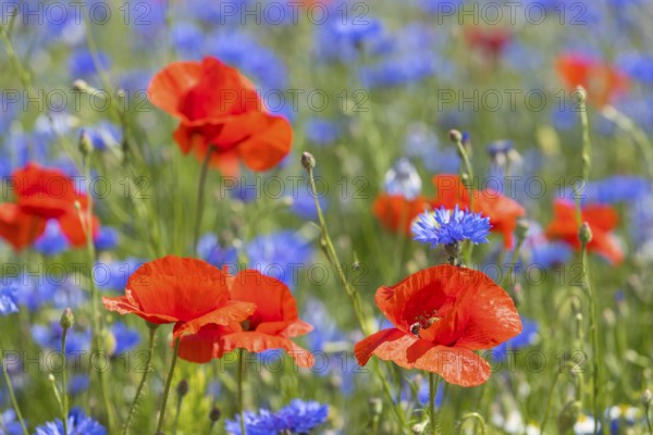 Cornflowers (Centaurea cyanus) and poppies (Papaver) blooming at the edge of a faded rape field