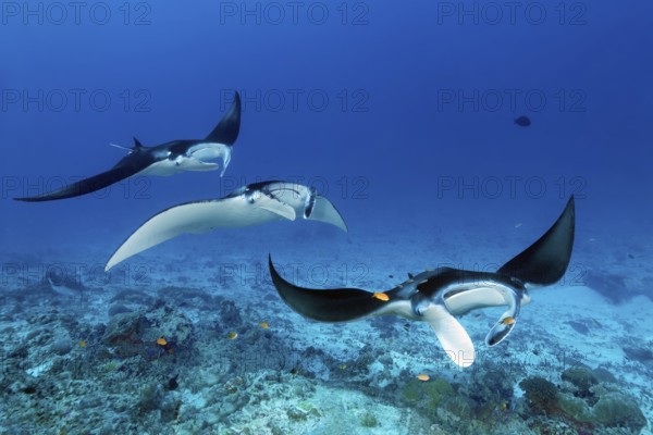 Three reef manta rays (Mobula alfredi), stingrays or whiptail rays (Dasyatidae), rays, swim one