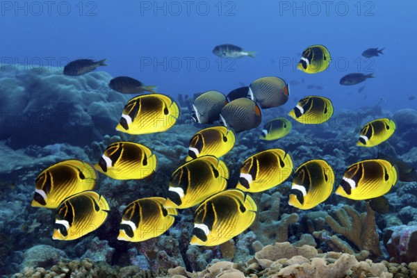 School of crescent butterflyfish Chaetodon lunula) swimming over coral reef, reef top, Great