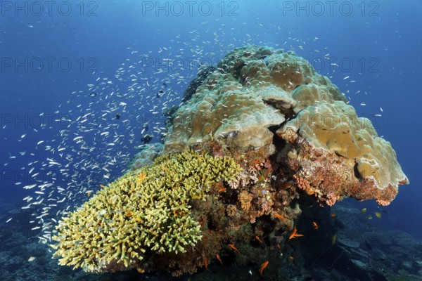 Coral block with fish warm Blue coral (Leptojulis cyanopleura), juvenile form, Acropora coral
