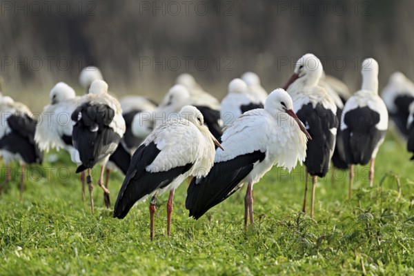 White storks (Ciconia ciconia), large flock standing in a meadow, Flachsee, Canton Aargau,