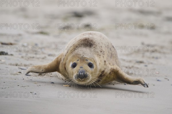 Grey seal (Halichoerus grypus) walking on the beach, Düne, Helgoland, Schleswig-Holstein, Germany,