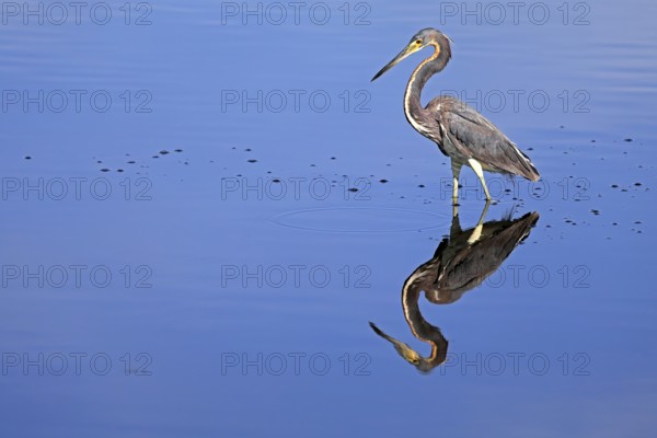 Tricoloured Heron (Egretta tricolor), adult, in the water, foraging, Merritt Island, Black Point