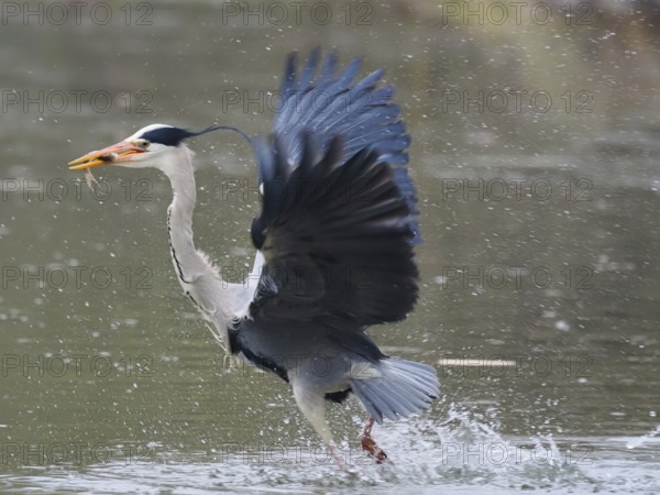 A grey heron (Ardea cinerea) spreads its wings while walking in the water and holding a fish in its