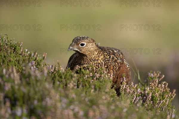Red grouse (Lagopus lagopus scotica) adult bird in flowering moorland Heather plants in summer,