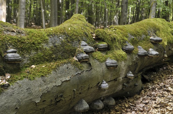 Tinder fungus, (Fomes fomentarius) tree fungus on a beech, (Fagus) deadwood in Reinhardswald,