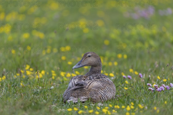 One female common eider, Somateria mollissima, resting on a flowering meadow at the coast of