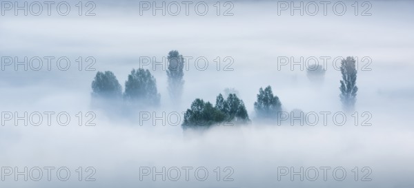 Morning fog, trees rising out of the fog, Unstruttal, Freyburg (Unstrut), Saxony-Anhalt, Germany,