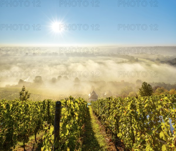 Vineyard with vineyard house in the morning light, view over landscape with morning fog in the