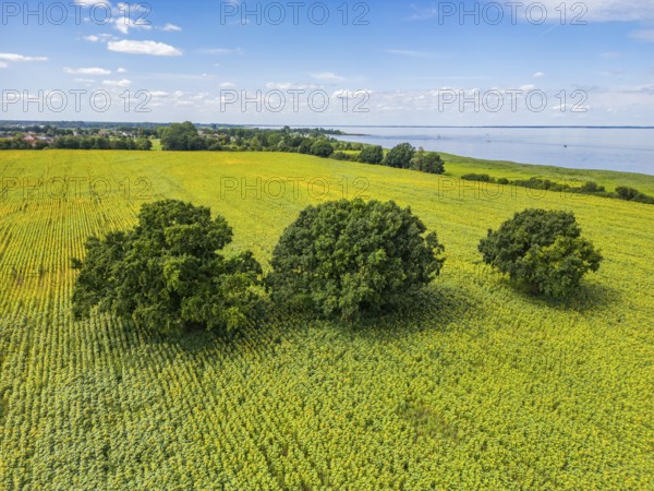 Aerial view, drone photo: Field with sunflowers and four trees, Ueckermünde, Szczecin Lagoon,
