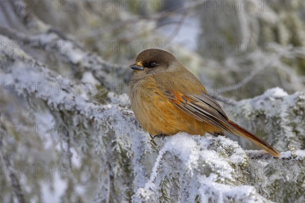 Siberian jay (Perisoreus infaustus, Corvus infaustus) perched in spruce tree in snow covered taiga