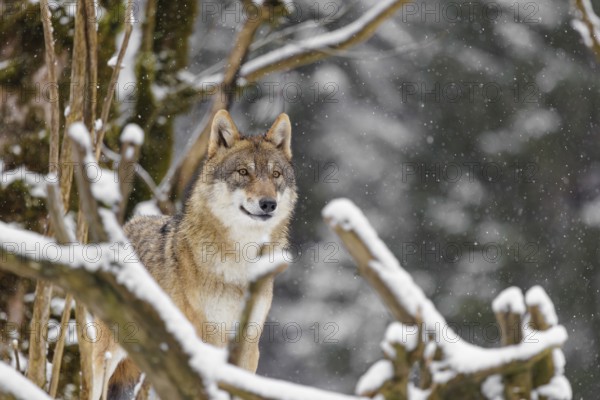 An adult female grey wolf (Canis lupus lupus) stands in the thicket of a sloping, snow-covered