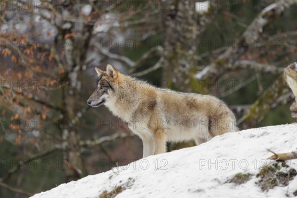 A young grey wolf (Canis lupus lupus) stands on a sloping, snow-covered meadow on a cold, cloudy