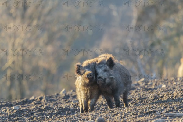 Two young wild boars (Sus scrofa) play fighting and dominance on a frozen field on a sunny day. A