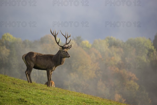 A red deer stag (Cervus elaphus) is standing in a meadow in hilly terrain. A forest with autumn