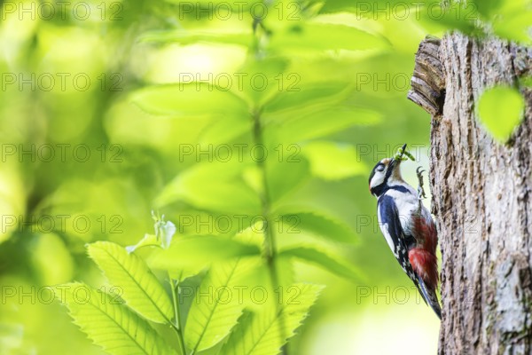 Great spotted woodpecker (Dendrocopos major), male with green caterpillars in his beak at breeding