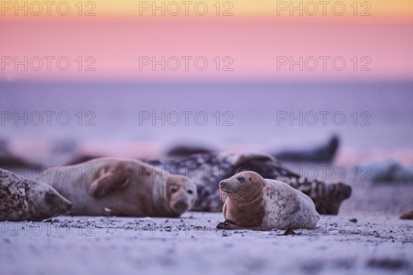 Grey seal (Halichoerus grypus) lying on the beach at sunset, Düne, Helgoland, Schleswig-Holstein,