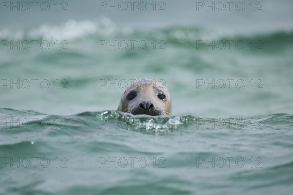 Grey seal (Halichoerus grypus) looking out of the water while swimming in the sea, Düne, Helgoland,