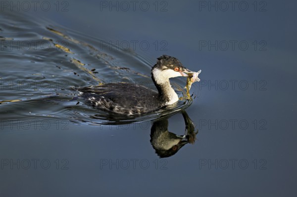Slavonian grebe (Podiceps auritus), adult, in a white plumage, winter plumage, swimming with a fish