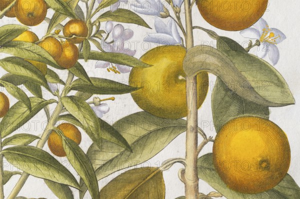 Bitter orange and orange with buds and blossoms, hand-coloured copperplate engraving by Basilius