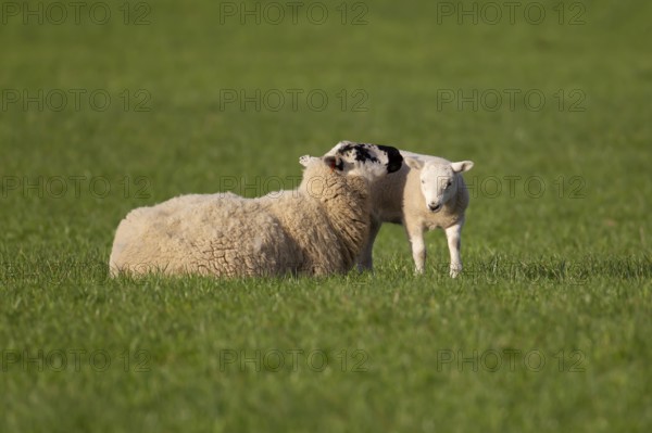 Domestic sheep (Ovis aries) adult mother ewe and juvenile baby lamb farm animals in a grass field