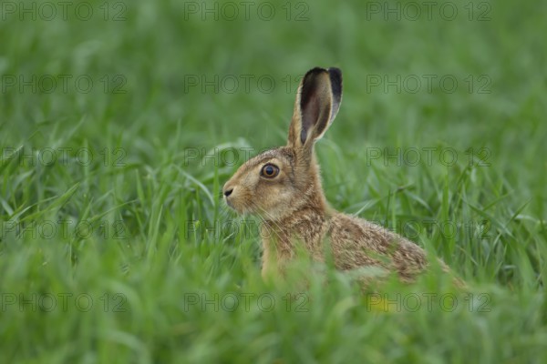 European brown hare (Lepus europaeus) juvenile baby leveret animal in a farmland cereal crop in the