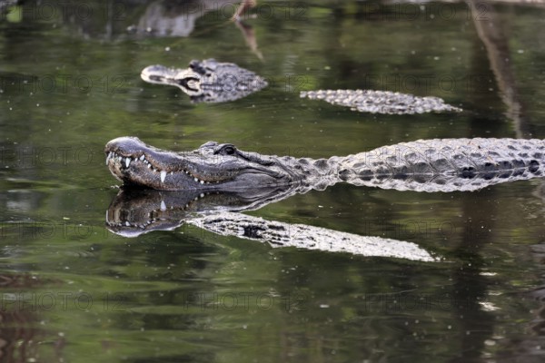 Mississippi Alligator (Alligator mississippiensis), pike alligator, adult, lying, friendly,