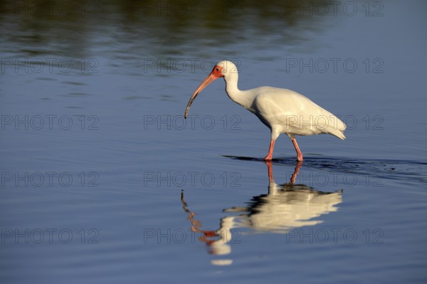Snowy Ibis, (Eudocimus albus), adult, in the water, foraging, Merritt Island, Black Point Wildlife