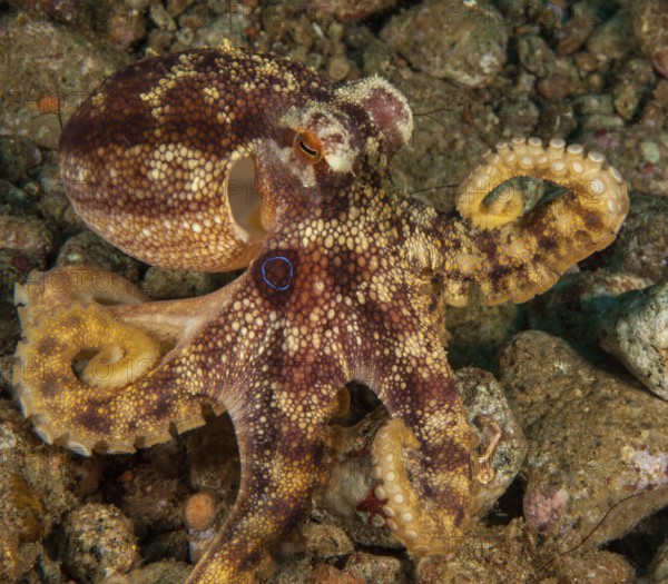 Two-ringed octopus (Amphioctopus mototi) with clearly visible blue ring on the side of the head,