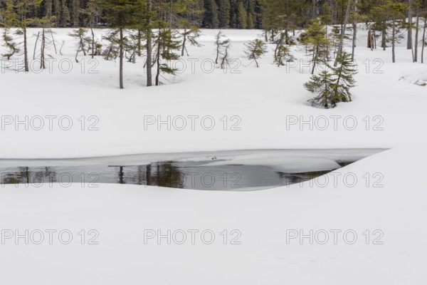 Lake Grosser Arbersee in late winter. The lake and the adjacent forest are snow covered. Germany,