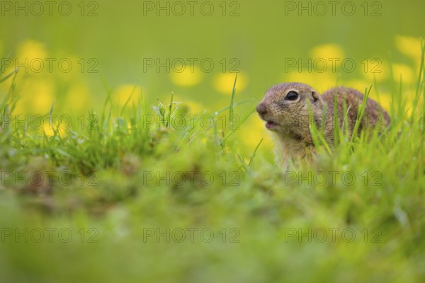 An adult European ground squirrel (Spermophilus citellus) or European souslik sits in green gras