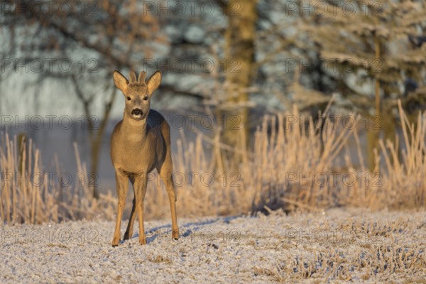 Roe deer on hoar frosted meadow at minus 15 °C at sunrise. Trees and dead stinging nettle in
