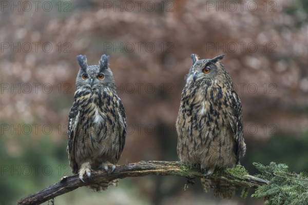 One female and one male Eurasian Eagle Owl, Bubo bubo, perched on a branch. A forest in autumn