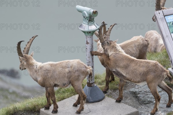 Some ibex (Capra ibex) walking along the Grossglockner High Alpine Road, looking interested on the