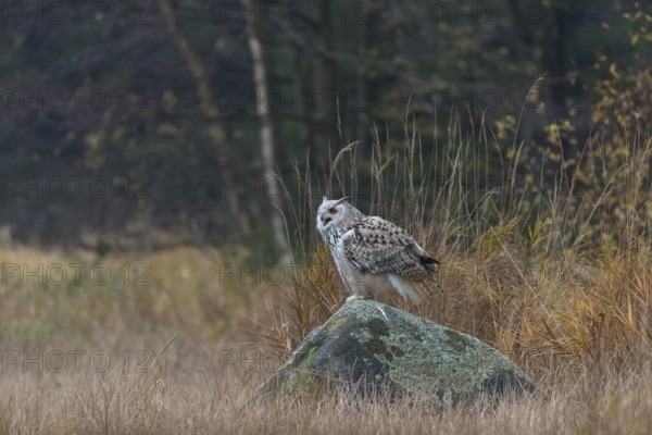One Siberian Eagle Owl (Bubo bubo sibiricus) sitting on a rock between tall reed grass lakeshore on