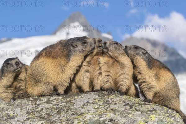 Group of Alpine Marmots, Marmota marmota, sideview portrait in early morning light. Grossglockner