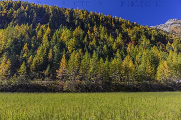 Little pond of the Malta river with a mountain forest in fall foliage on a bright sunny morning.