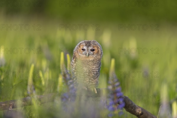 One young Ural owl (Strix uralensis) sitting on a branch lying in a field of flowering lupines in