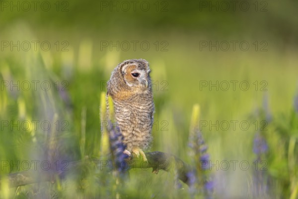 One young Ural owl (Strix uralensis) sitting on a branch lying in a field of flowering lupines in