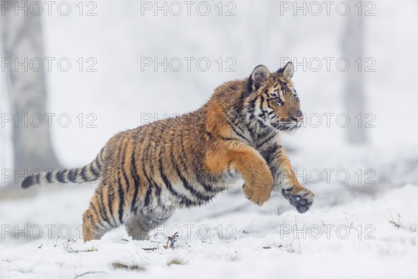 One young Siberian Tiger, Panthera tigris altaica, running thru an open forest with dense fog in