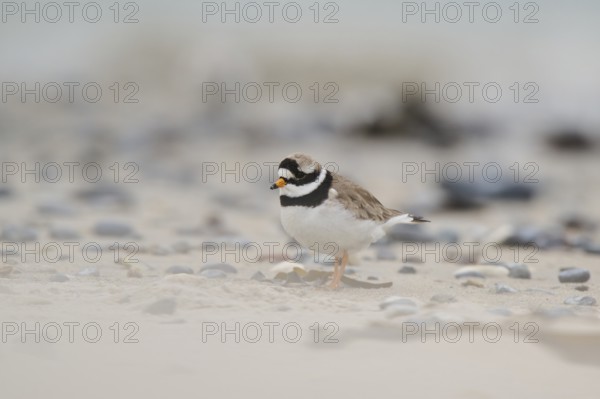 Common ringed plover (Charadrius hiaticula) on the beach, Düne, Helgoland, Schleswig-Holstein,