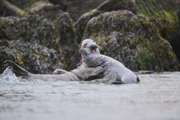 Grey seal (Halichoerus grypus) playing with each other in the water, sea, Düne, Helgoland,