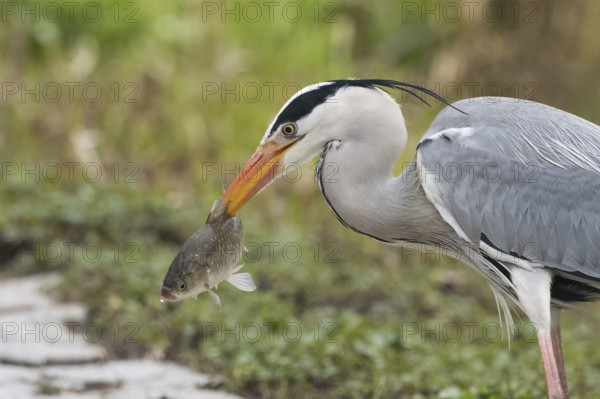 Grey heron (Ardea cinerea) holding a fish in its beak against a green background with intensive