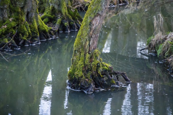 Winterladscape of a swamp with water and trees, Lengenbach, Deining, Upper Palatinate, Bavaria,
