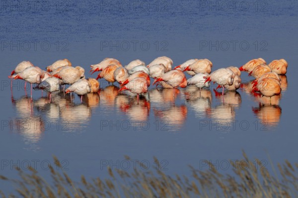 Greater flamingo flock (Phoenicopterus roseus) and Chilean flamingos (Phoenicopterus chilensis)