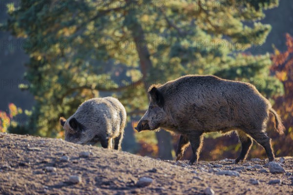 Two wild boar or wild pig (Sus scrofa), run across a clearing in hilly terrain in search of food.