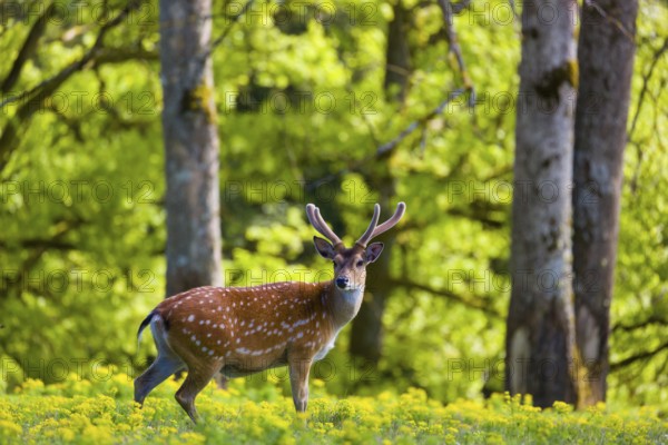 One male Manchurian sika deer or Dybowski's sika deer (Cervus nippon mantchuricus or Cervus nippon