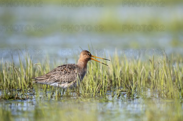 Black-tailed godwit (Limosa limosa), calling, in a wet meadow, Ochsenmoor, Dümmer, Lemförde, Lower